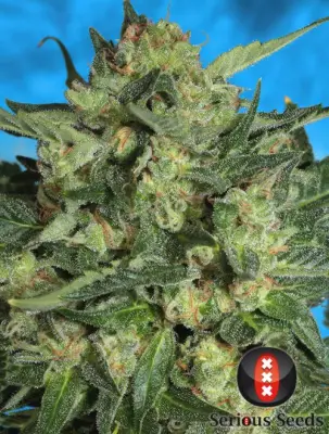 Autoflowering White Russian #1