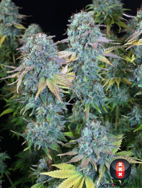 serious-happiness-image