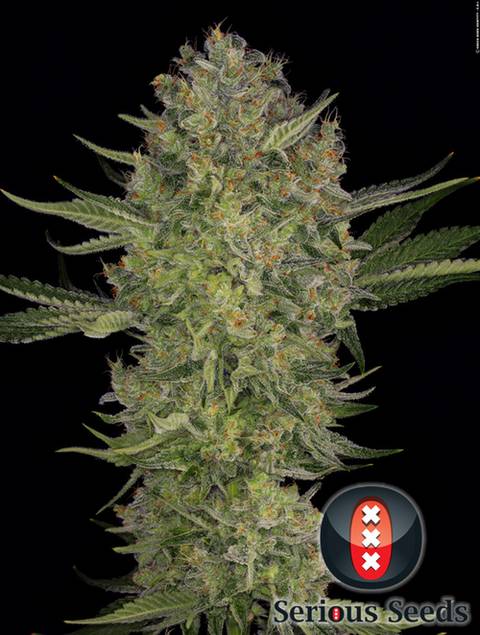 serious-kush-image