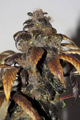 Purple Bud