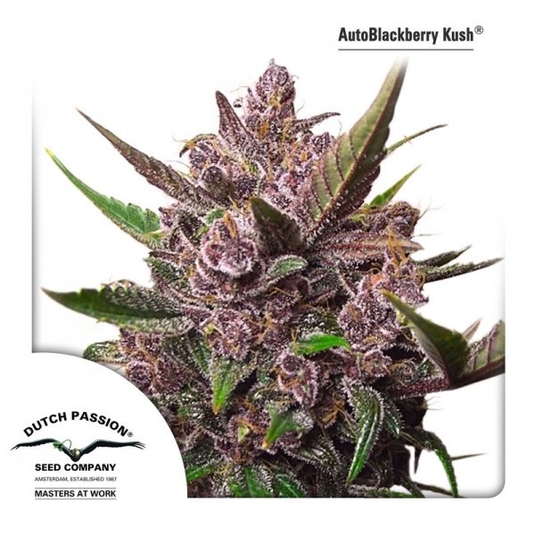 auto-blackberry-kush-image