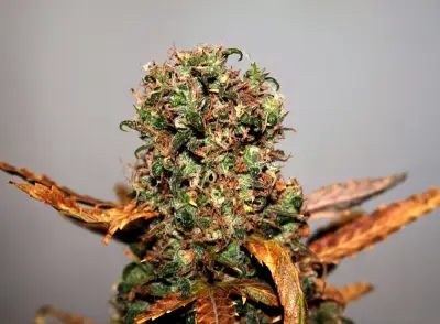 White Widow