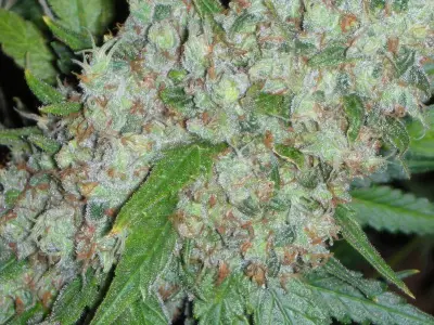 Original Skunk #1