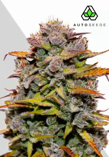 Fat Bastard Auto