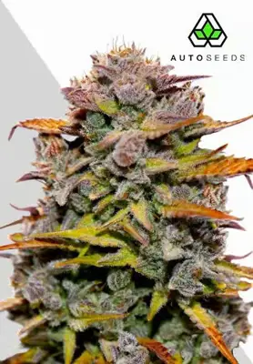 Fat Bastard Auto