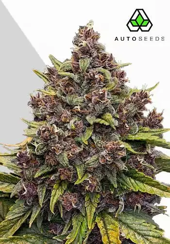 Gorilla Punch
