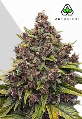 Gorilla Punch