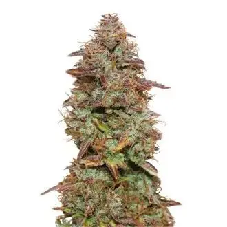 Exotic Purple Autoflower Feminized