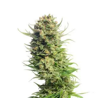 Spicebomb feminized