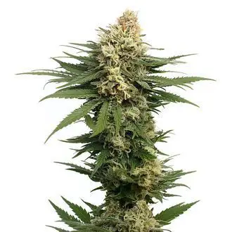 Dynamighty Autoflower feminized