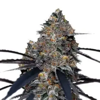 San Fernando Valley x Purps