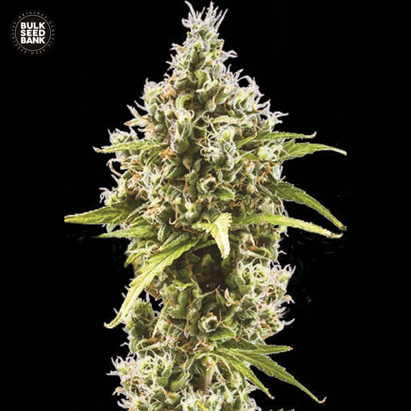 auto-amnesia-haze-image