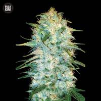 Auto Amnesia Platinum