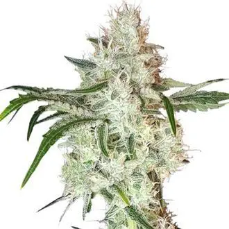 Lemon OG feminized