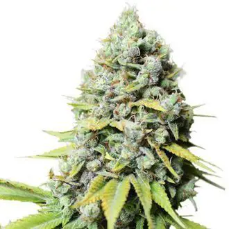 Kosher Haze