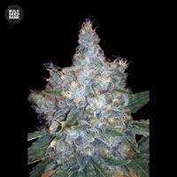 Auto Blueberry Berry