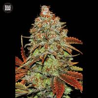 Auto Bubblegum Extra