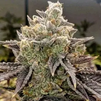 Bubble Gummy Auto Feminized