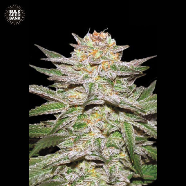 auto-caramel-king-image