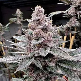 Miami Madness feminized