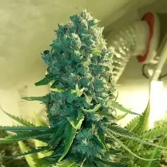 Cali Dream Feminized