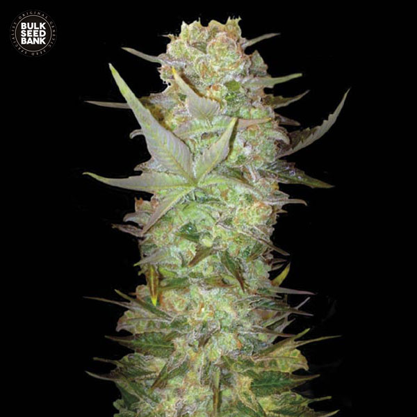 auto-dubai-poison-image