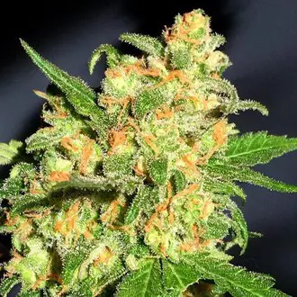 Bruce Banner Feminized