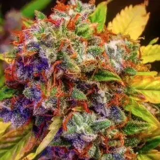 Auto Diablo XL feminized