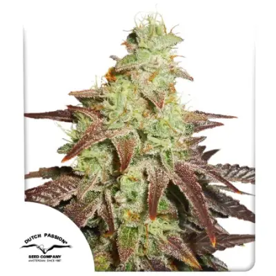 Auto Night Queen