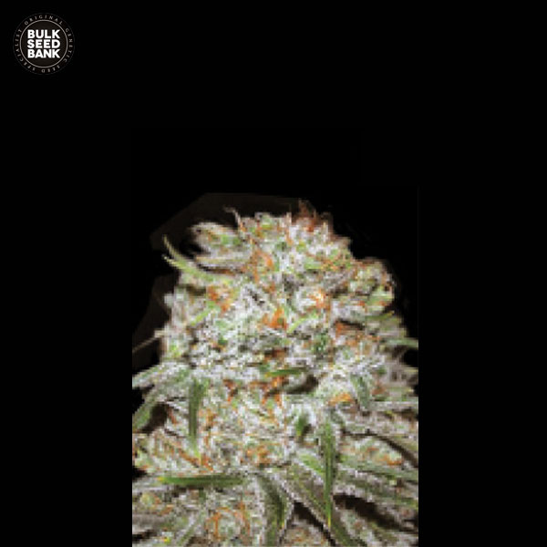 auto-east-ryder-image