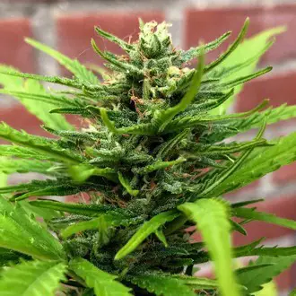 Auto Anthrax Feminized