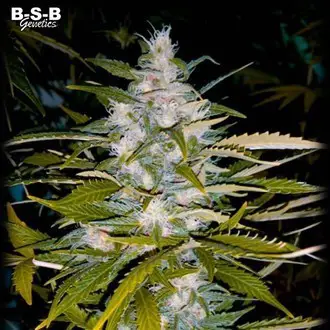 Auto Critical+ feminized