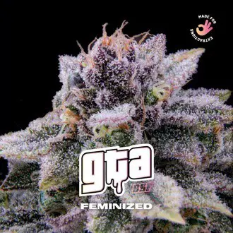 GTA feminized