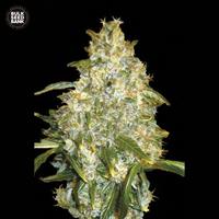 Auto Good Wild Shark