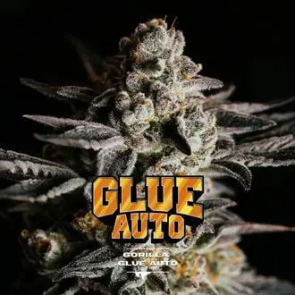 GG#4 Auto feminized