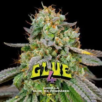 GG#4 Feminized