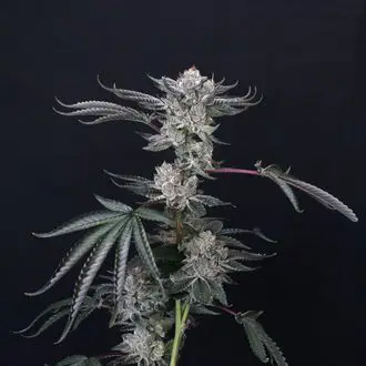 Luxar-Dos feminized