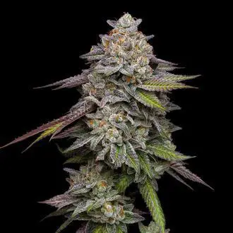 Double Stack feminized