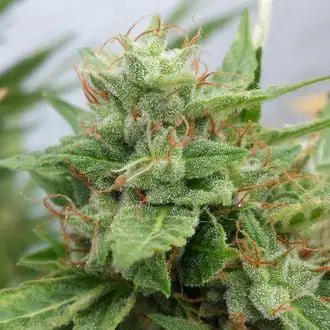 Ogre feminized