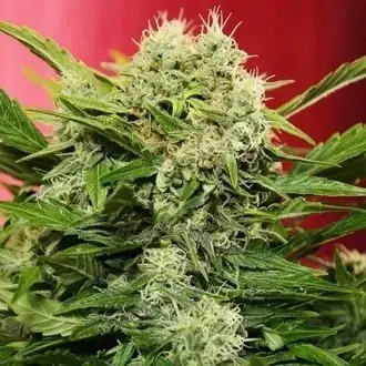 Chronic Ryder Auto