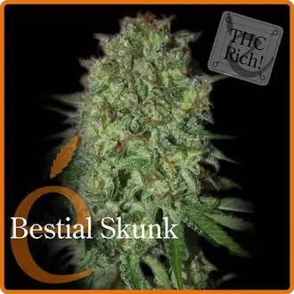 Bestial Skunk feminized