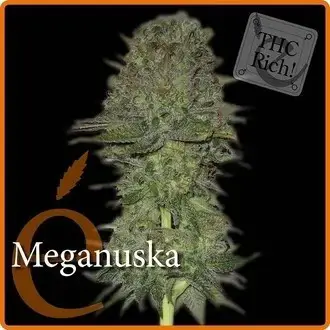 Meganuska feminized