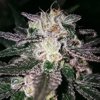 Gorilla Cookies