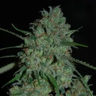 Afghan Skunk