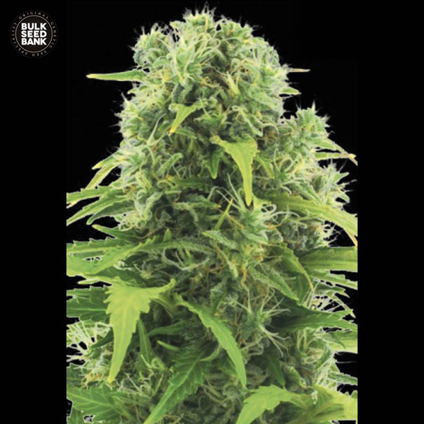 auto-northern-ligh-image