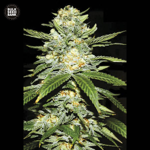 auto-perfect-power-plant-image