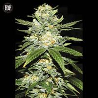 Auto Perfect Power Plant