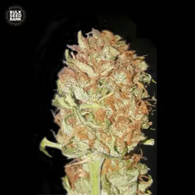 Auto Psychedelic