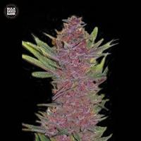 Auto Purple Glam Kush