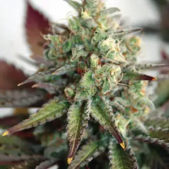Critical 2.0 XL Auto